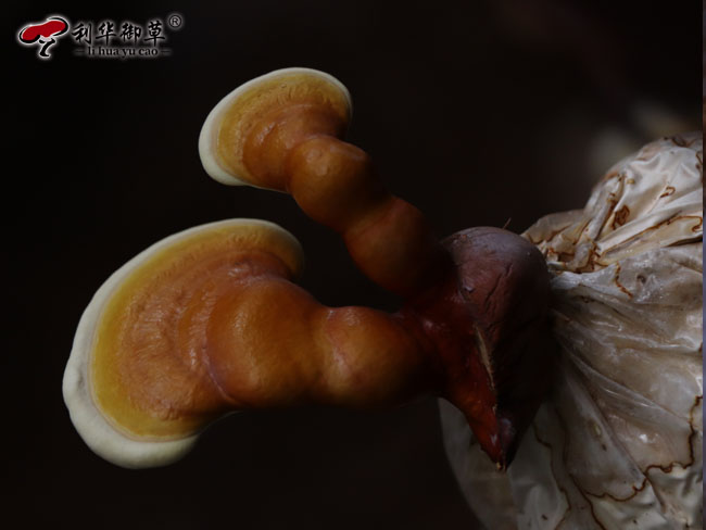 灵芝代工：为什么要找源头工厂代工贴牌