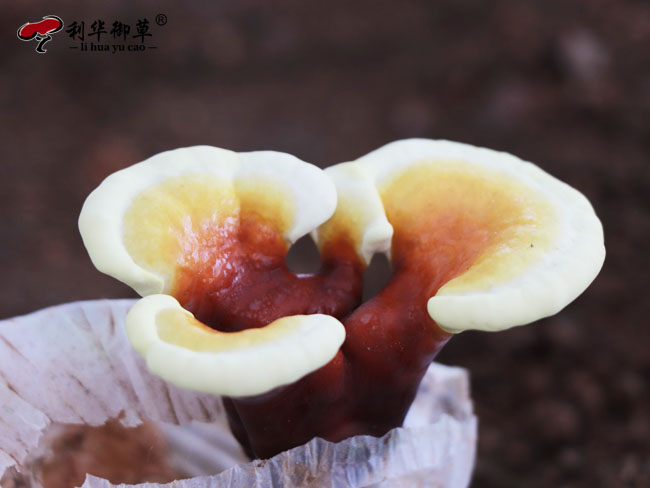灵芝加盟品牌有哪些