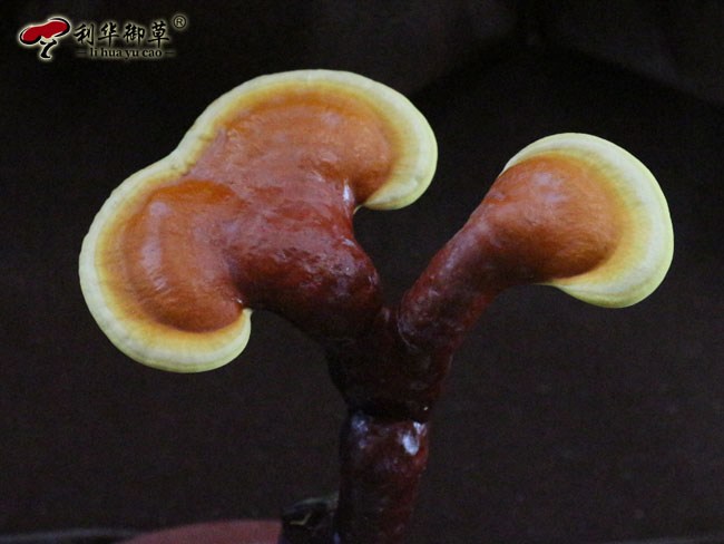 芝人堂,利华御草,灵芝网红爆品,灵芝孢子粉网红爆品,灵芝孢子油网红爆品