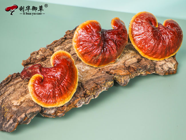 灵芝品牌,灵芝代工,灵芝产品