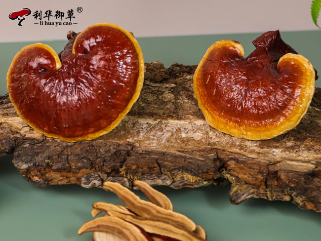 芝人堂,灵芝代工,灵芝招商,灵芝加盟