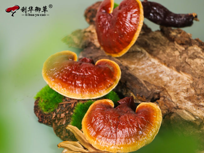 灵芝代工,灵芝贴牌,灵芝oem贴牌,灵芝招商,灵芝加盟