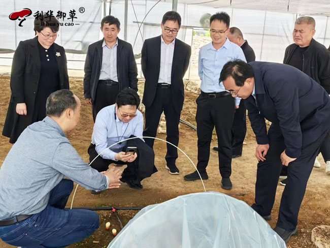 国家林业和草原改革发展司副司长王俊中,领导莅临芝人堂灵芝谷调研