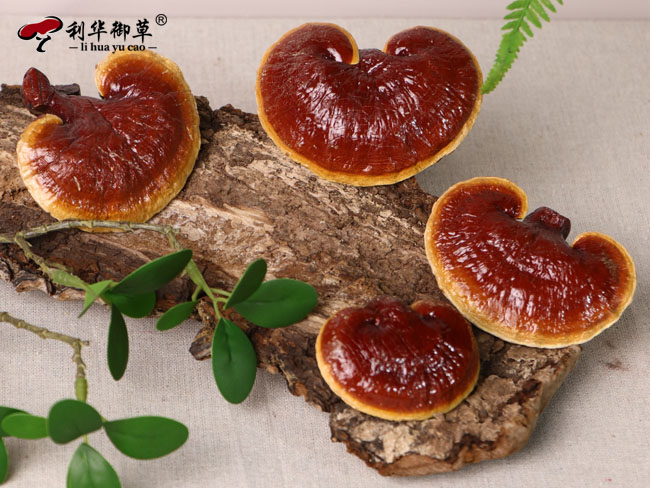 为什么泰山灵芝全国知名