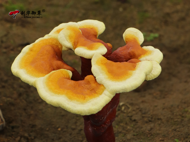 灵芝产品的用户群体有什么特征