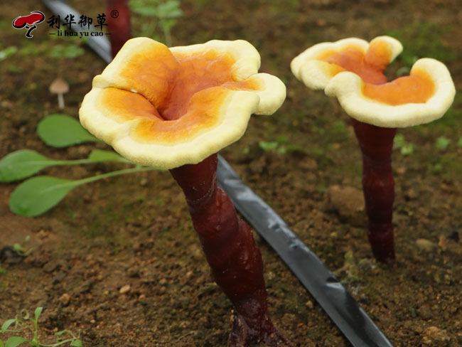 灵芝市场的客户群有哪些特点