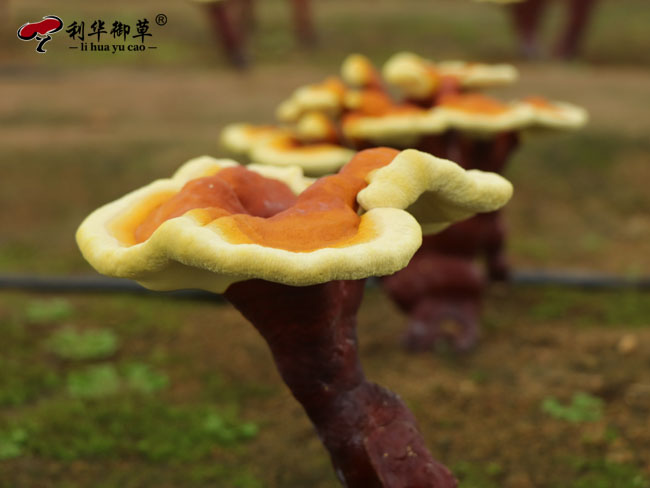 全国有哪些地方盛产灵芝呢