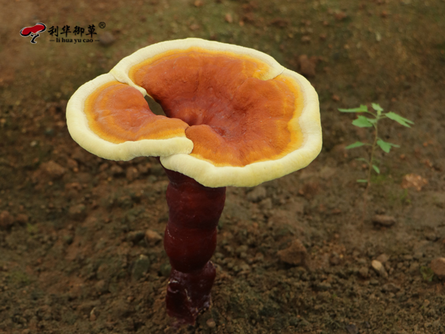 灵芝代工：芝人堂拥有三大超强优势