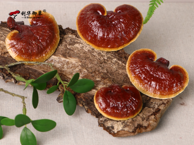 灵芝代工贴牌：芝人堂可代工生产哪些灵芝产品