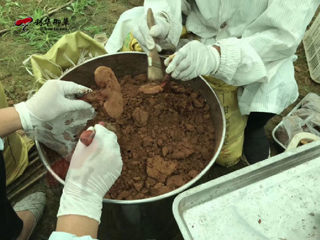 灵芝三萜萃取,灵芝孢子粉,灵芝孢子油