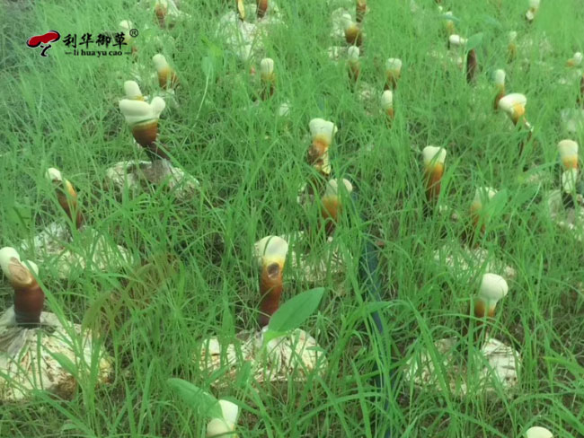 灵芝孢子粉,灵芝孢子粉原料,利华御草